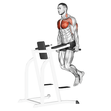Отжимания на брусьях - Трицепс - Свой вес: техника выполнения упражнения EONFIT Отжимания на брусьях - Трицепс - Свой вес: техника выполнения упражнения EONFIT