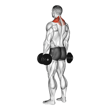 Шраги с гантелями - Спина - Гантели: техника выполнения упражнения EONFIT Шраги с гантелями - Спина - Гантели: техника выполнения упражнения EONFIT