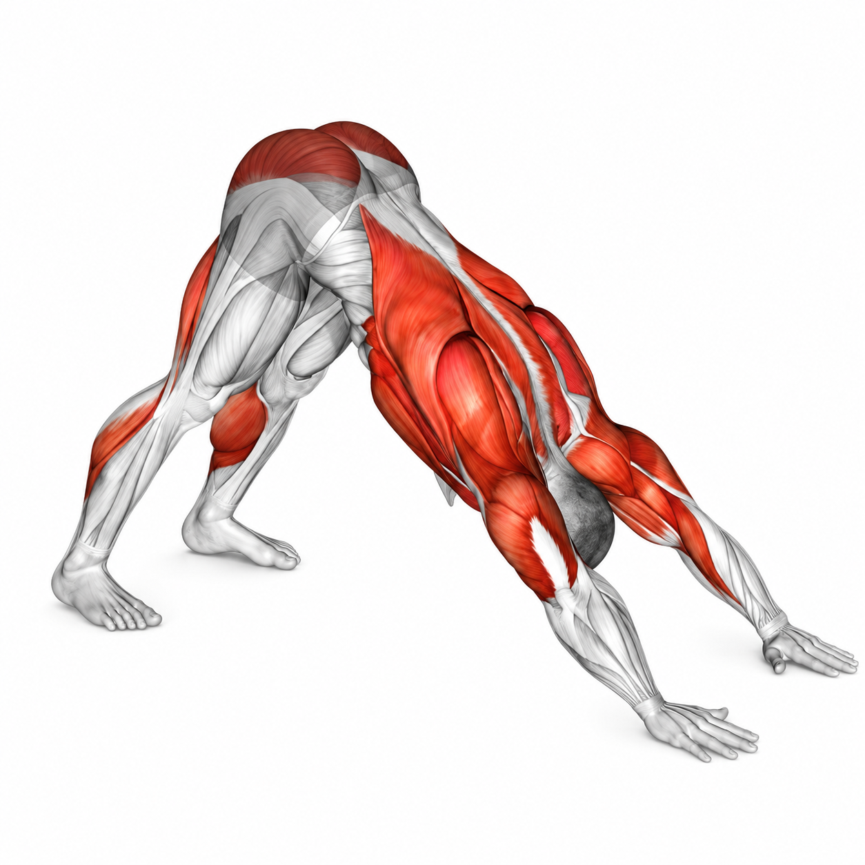 Собака мордой вниз - Мобильность - Свой вес: техника выполнения упражнения EONFIT Собака мордой вниз - Мобильность - Свой вес: техника выполнения упражнения EONFIT