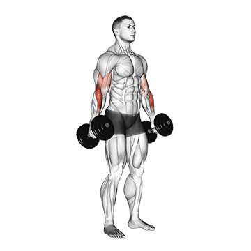 Молотковые сгибания - Бицепс - Гантели: техника выполнения упражнения EONFIT