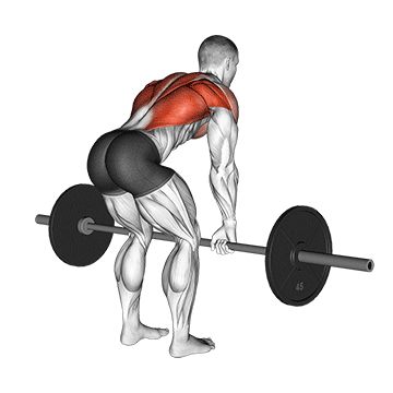 Тяга штанги в наклоне - Спина - Штанга: техника выполнения упражнения EONFIT