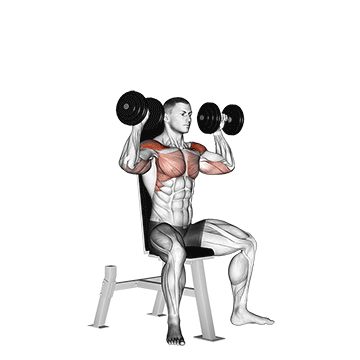 Жим гантелей сидя - Плечи - Гантели: техника выполнения упражнения EONFIT